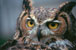 Great horned owl